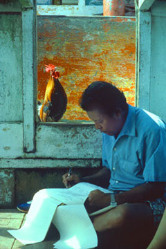 The Principal & The Rooster - Palau, Micronesia - Vicki Dodge