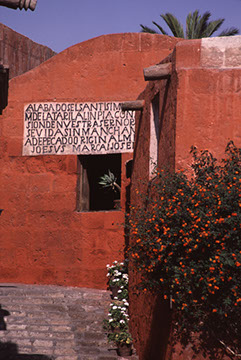Santa Catalina Window Cactus - Mark Dodge